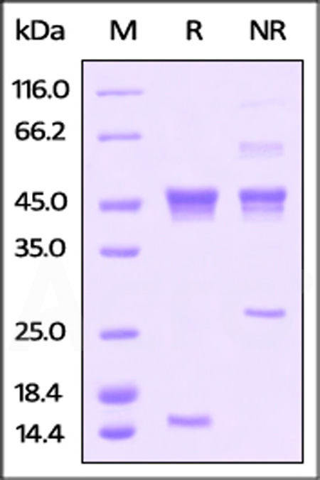 Activin A SDS-PAGE