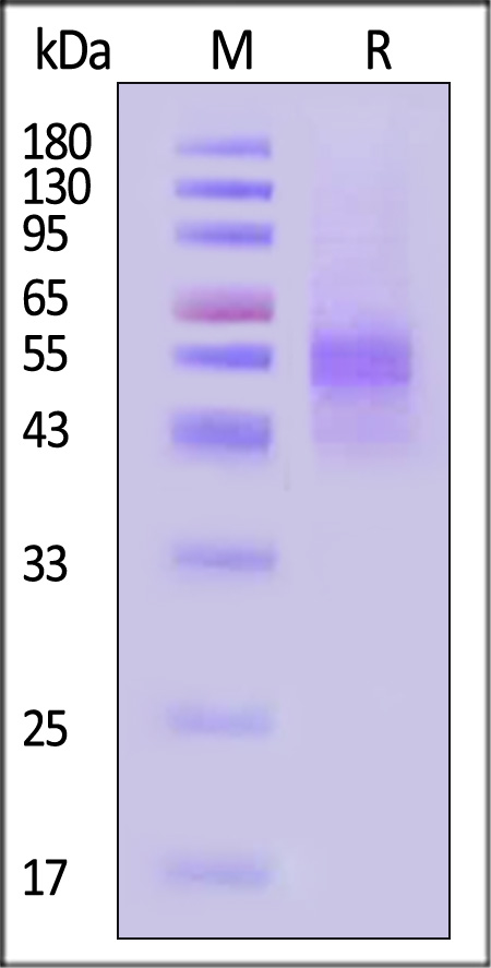 Activin RIIA SDS-PAGE