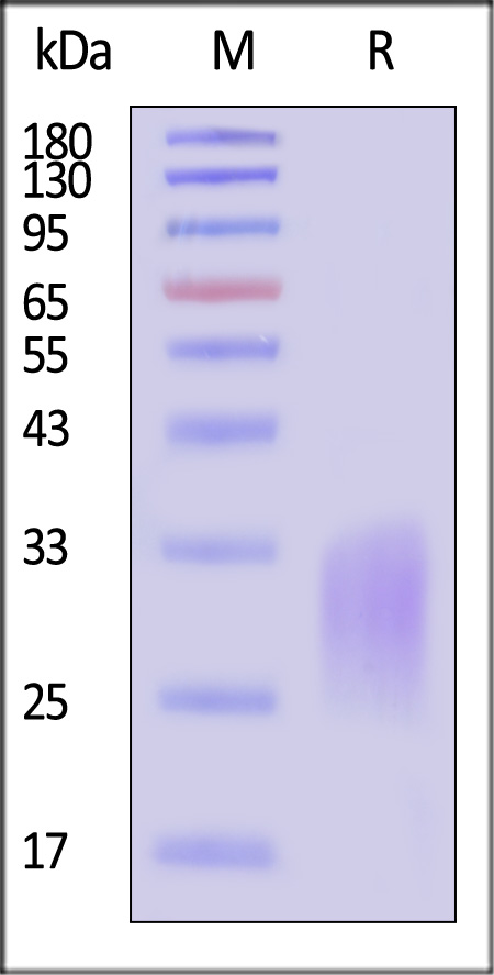 ACA-M52H3-sds