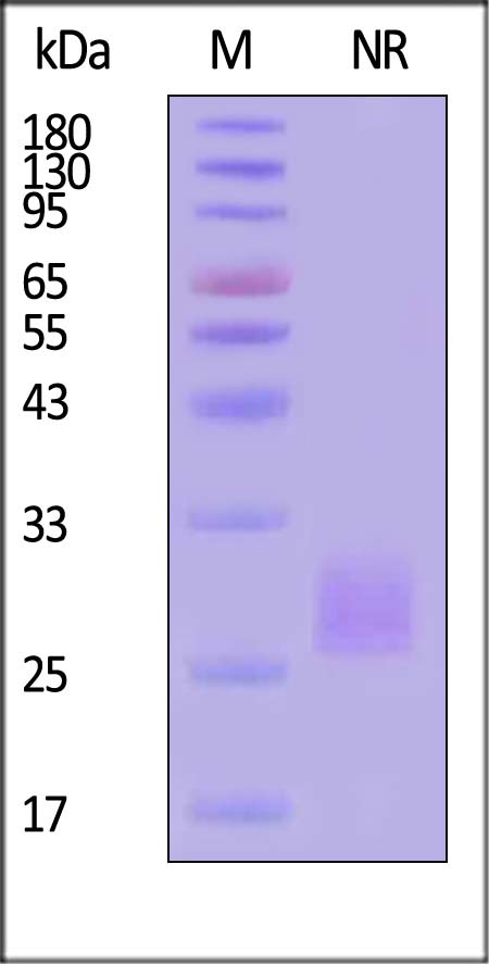 AD9-H52H4-sds