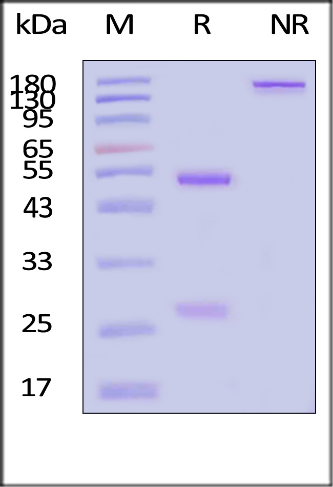 Anti-Human IgM SDS-PAGE