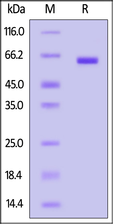 ALG-H52H9-sds