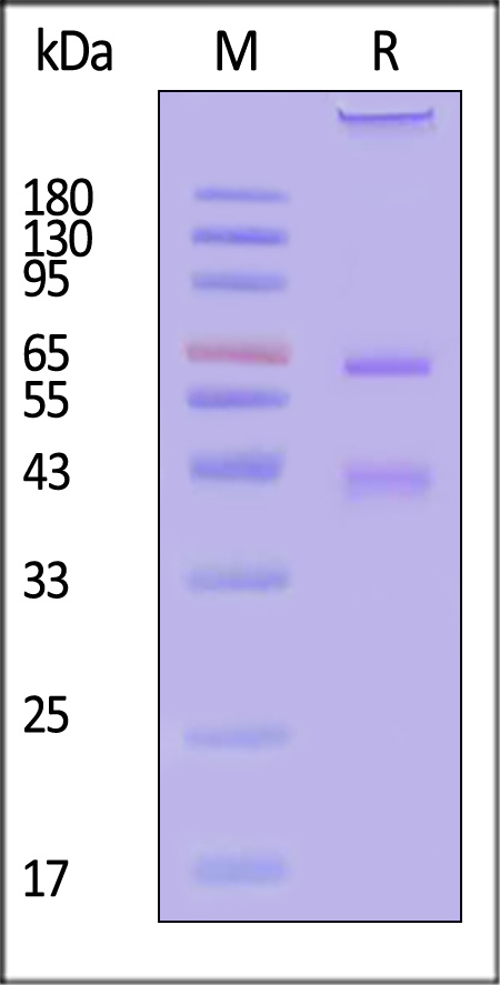 ALL-HR2H3-sds