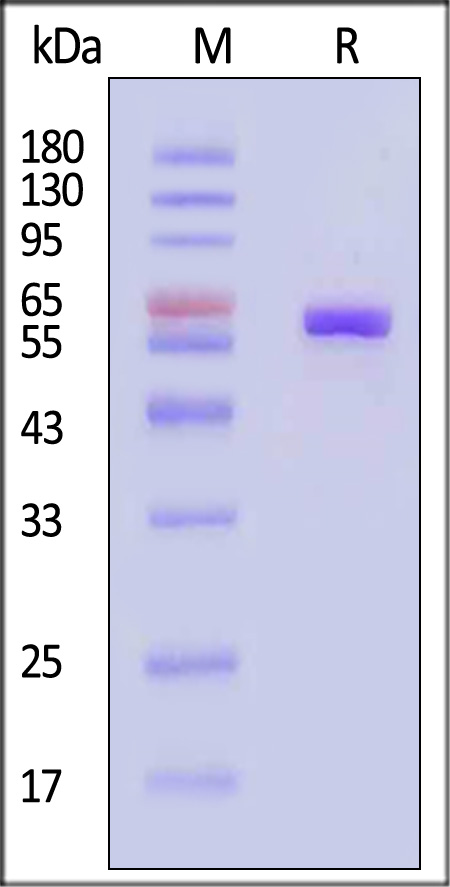 ALP-H52H3-sds