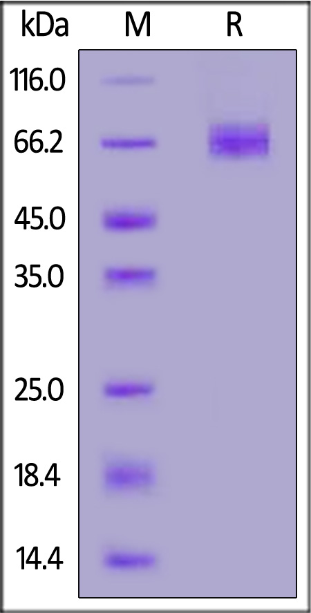 Angiopoietin-2 SDS-PAGE