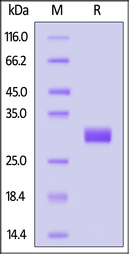 Angiopoietin-2 SDS-PAGE