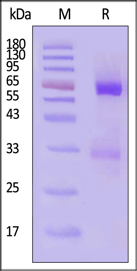 AN3-H52H3-sds