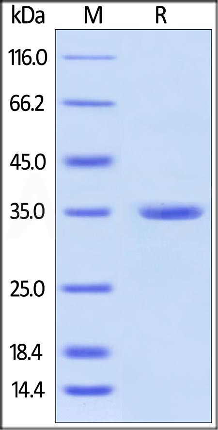 AN5-H5123-sds