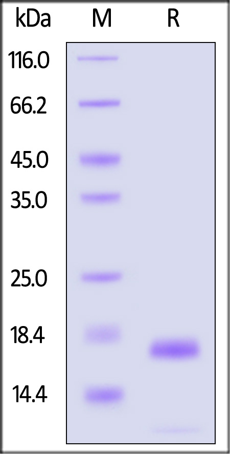 Angiogenin SDS-PAGE