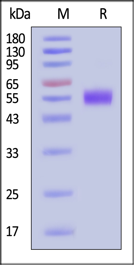 APH-H52H3-sds