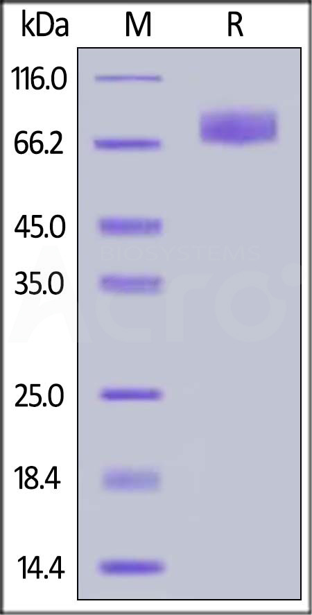 B7-H2 SDS-PAGE