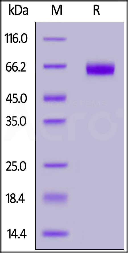 B7-H5 SDS-PAGE