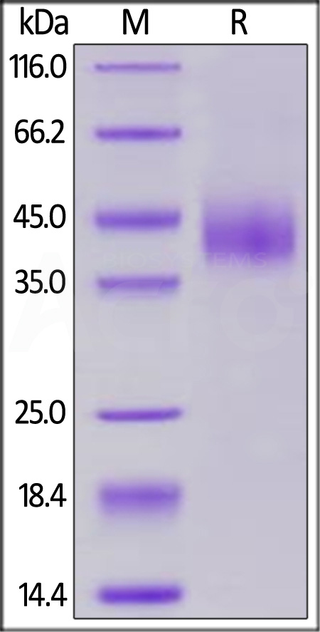 B7-H6 SDS-PAGE