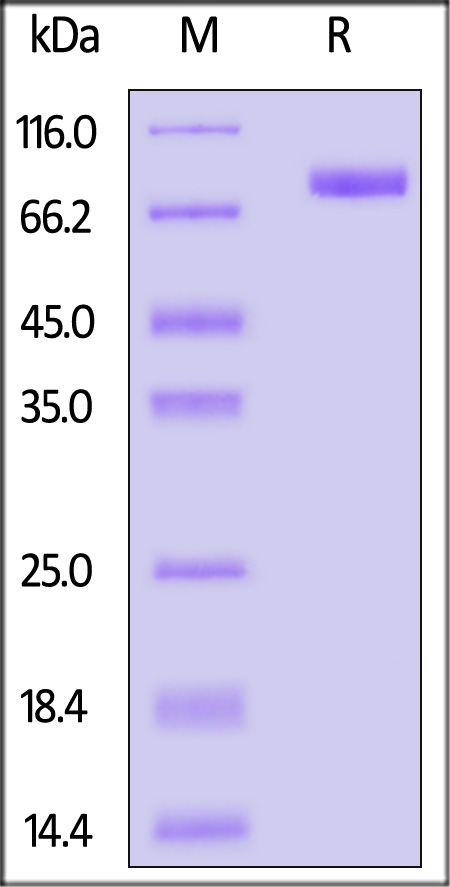 B7-H7 SDS-PAGE