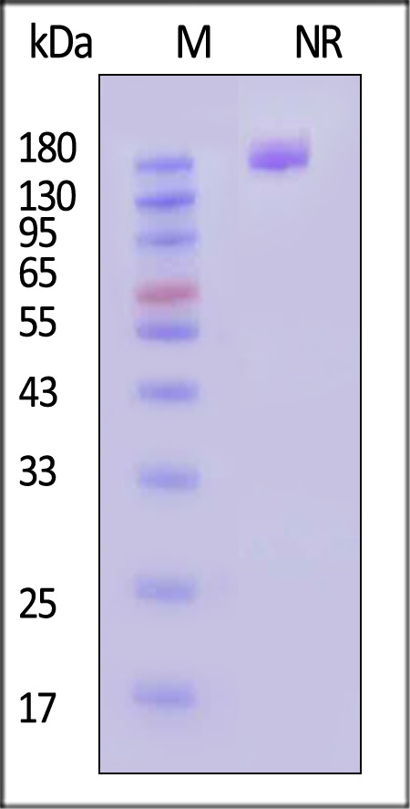 BAF-H5261-sds