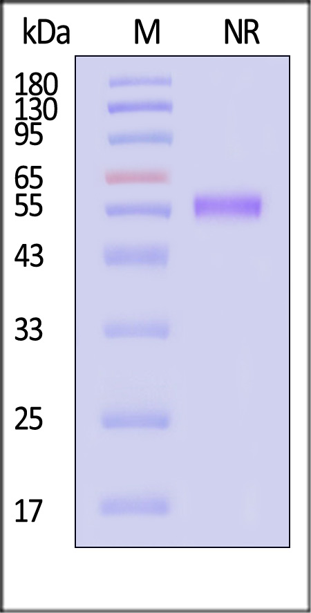 BAF-H52D4-sds