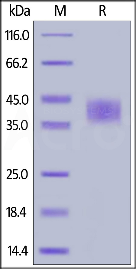 BC1-H5226-sds