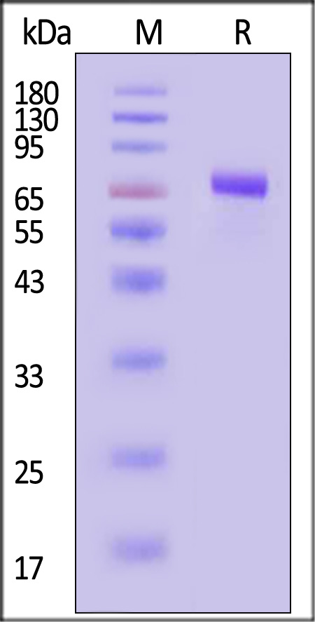 BC1-H5255-sds