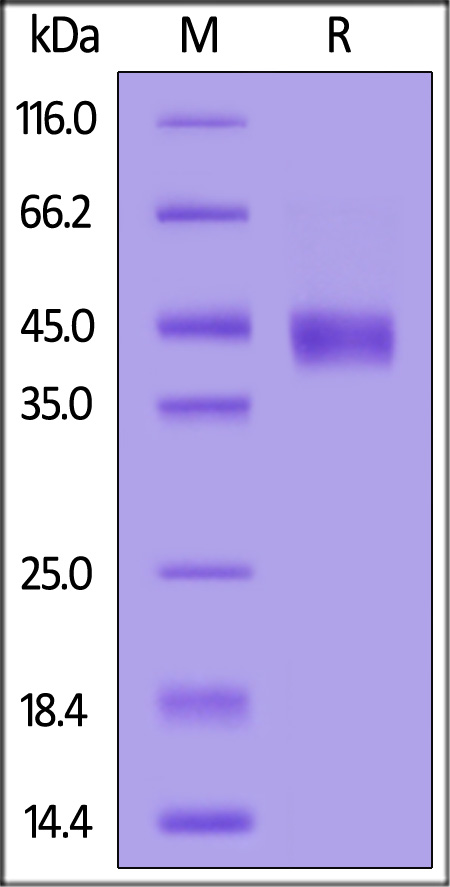 BCA-C5257-sds