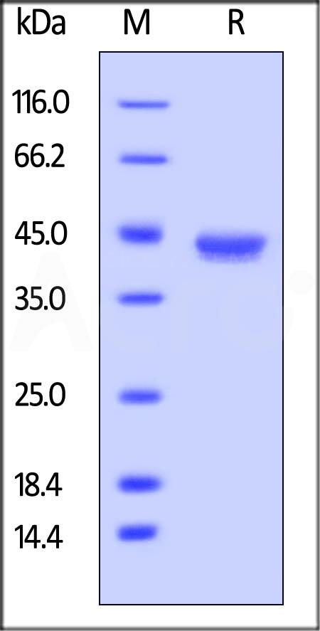 BCMA SDS-PAGE