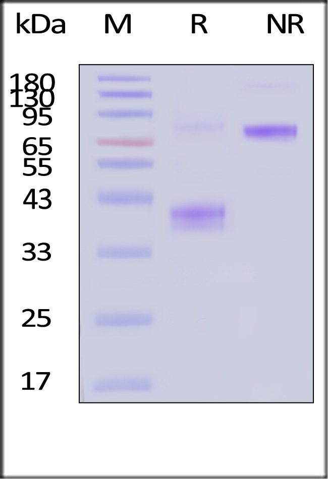 BCMA SDS-PAGE