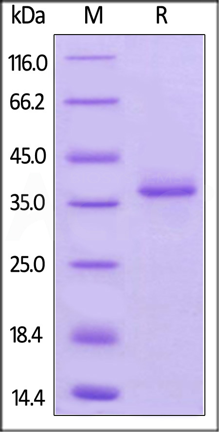 BCA-M5258-sds