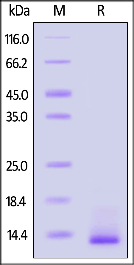 Beta-NGF SDS-PAGE