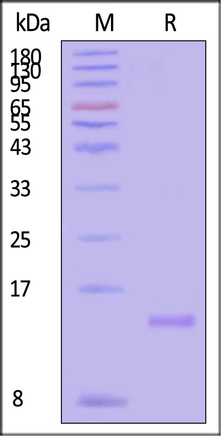 BM4-H5118-sds