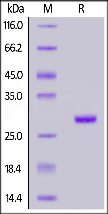 Cynomolgus BTN3A1, His Tag (Cat. No. BT1-C52H3) SDS-PAGE gel