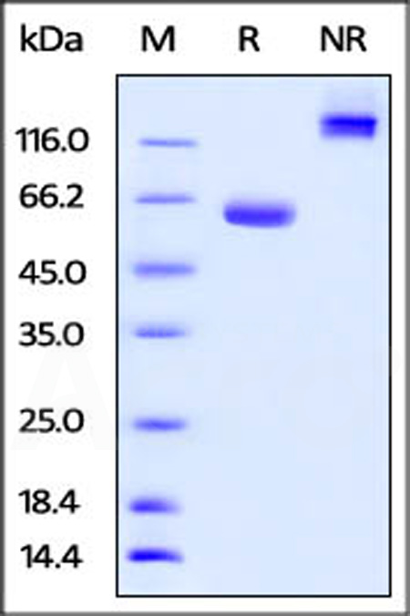 BTN1A1 SDS-PAGE