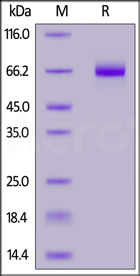 Biotinylated Human BTN2A1, Fc,Avitag (Cat. No. BT1-H52F5) SDS-PAGE gel