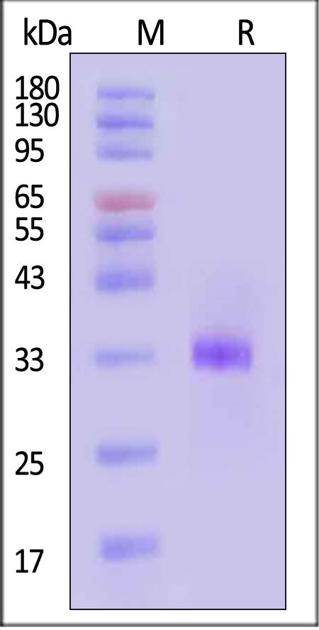 BTN3A1 SDS-PAGE