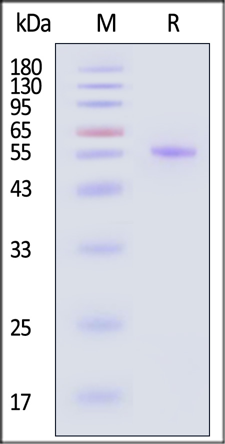 BT2-H81Q5-sds