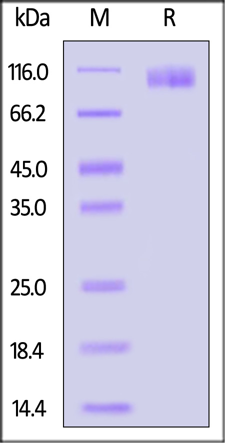 CA125 SDS-PAGE