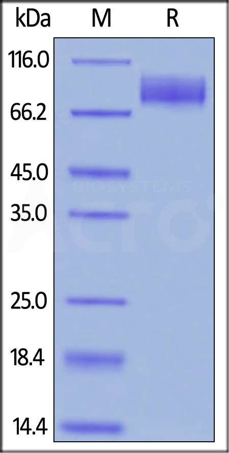 CA5-H82F4-sds