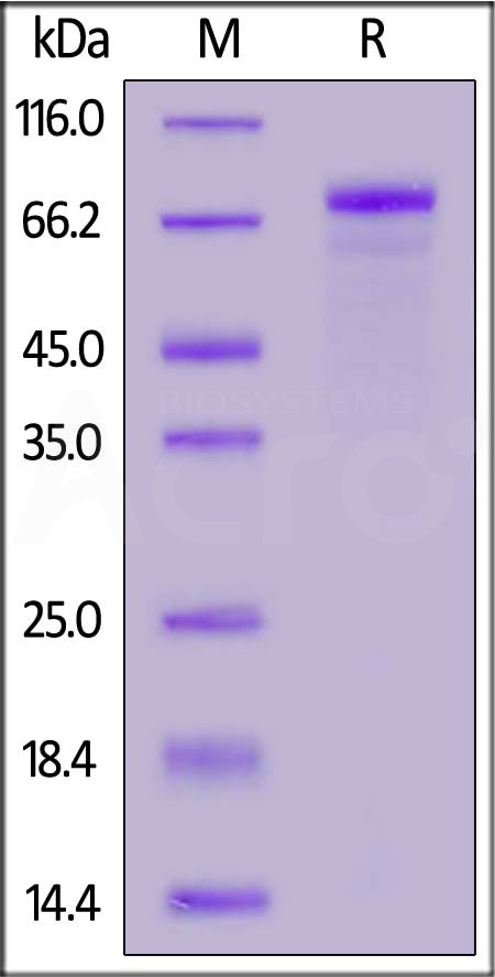 CA9-H52H6-sds