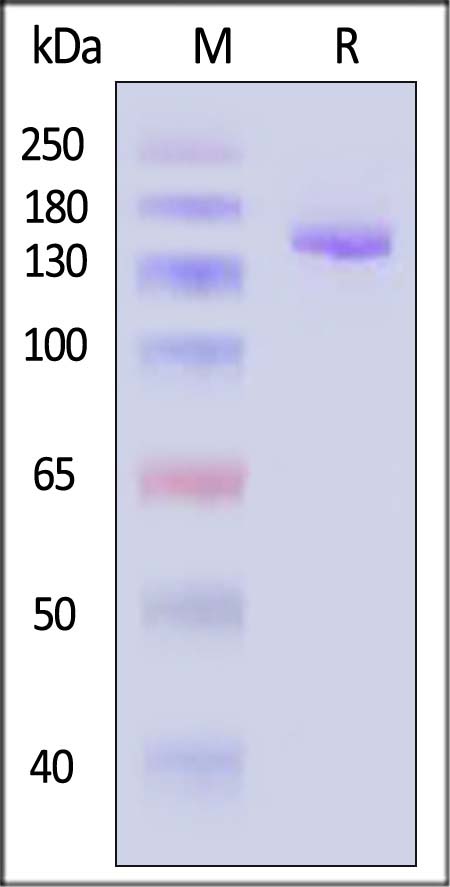 Cas12a SDS-PAGE