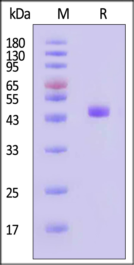 Cathepsin D SDS-PAGE