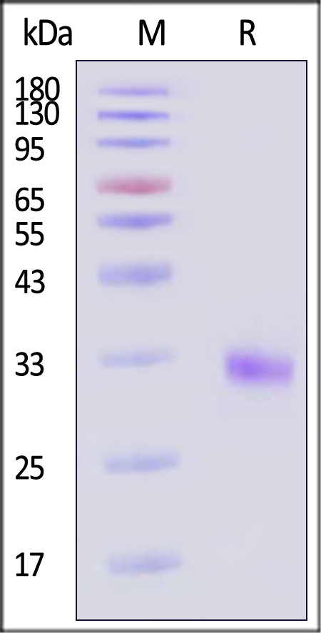 CAL-H52H3-sds