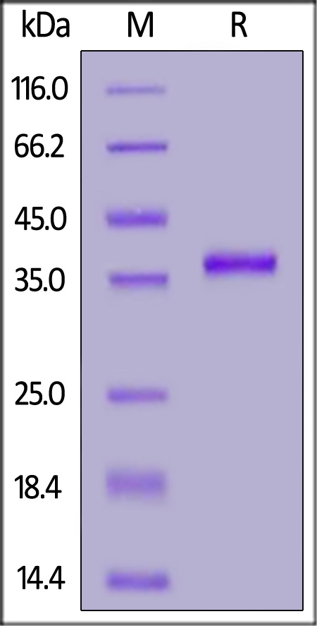 CC2-H5257-sds