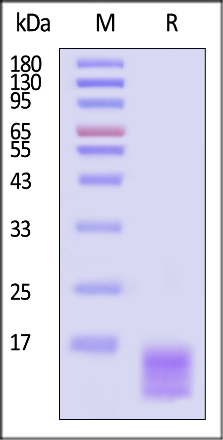 CC3-H5244-sds