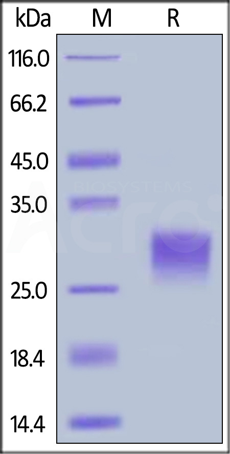 CD0-C52H6-sds