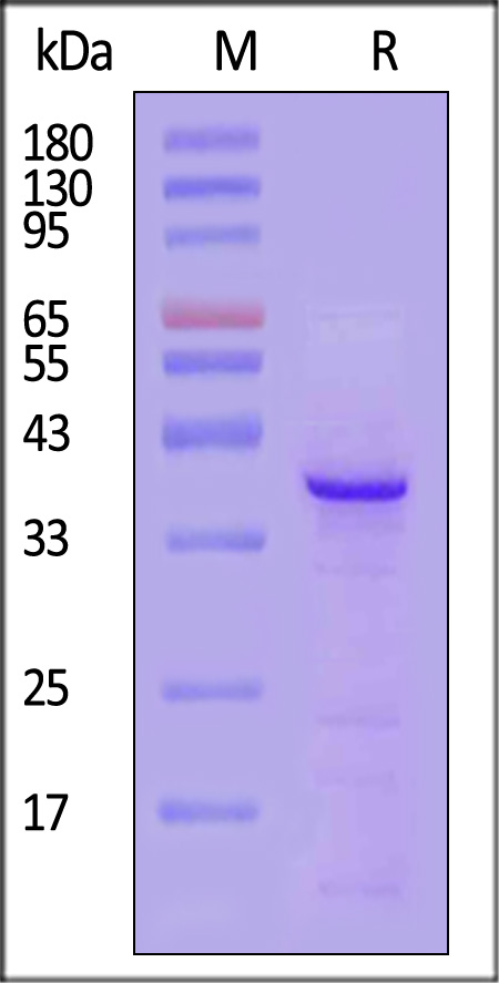 CD0-C52Hb-sds