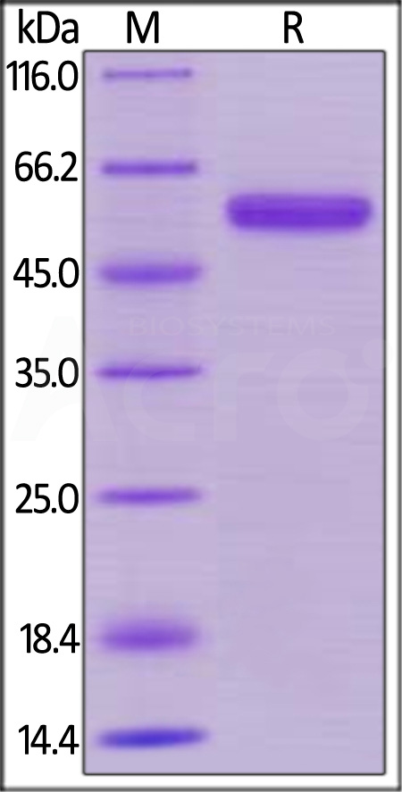 CD40 SDS-PAGE