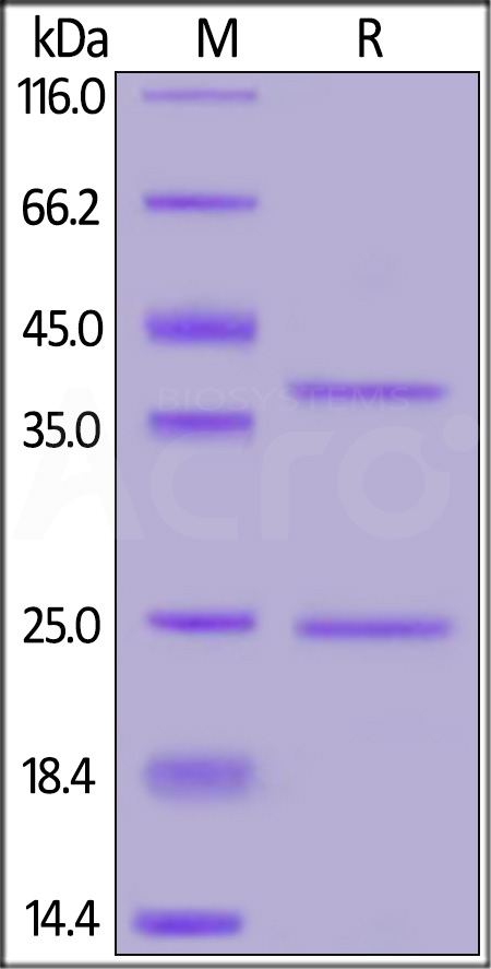 CD0-H52H1-sds