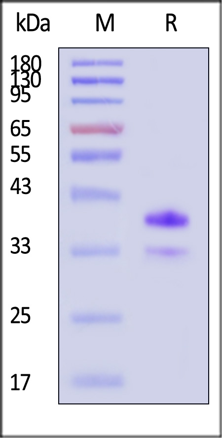 CD20 SDS-PAGE