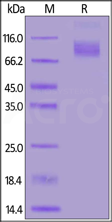 CD30 SDS-PAGE