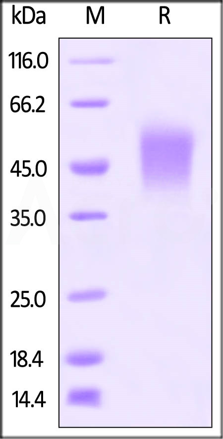 CD0-M5228-sds