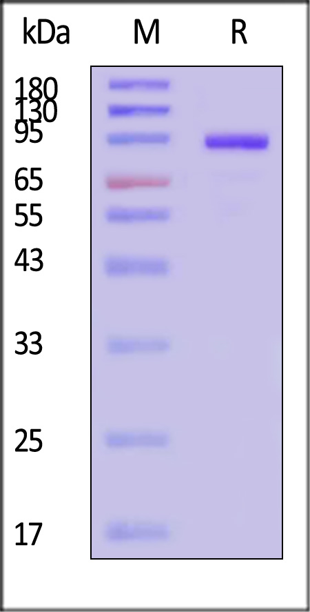 CD131 SDS-PAGE