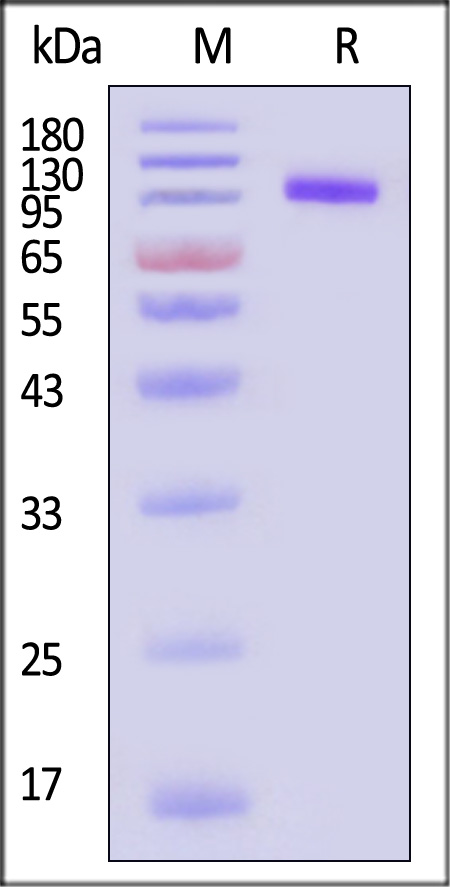 CDCP1 SDS-PAGE